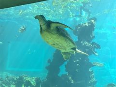 -海棠湾洲际-涛·海底餐厅·美人鱼·自助餐·海底隧道