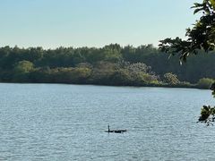 -大湾区中央湿地公园