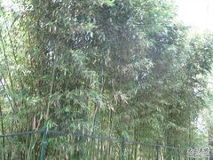 -紫竹院公园冰场