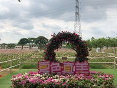 进门右手边花海-盈香心动乐园