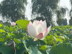 -陶辛水韵
