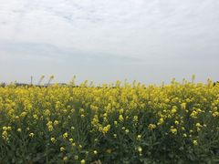 -上海都市菜园