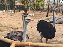 -大连森林动物园