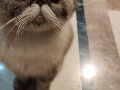 -猫色咖啡·猫咖