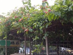 -黄埔古港