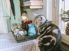 -海边的猫和咖啡馆
