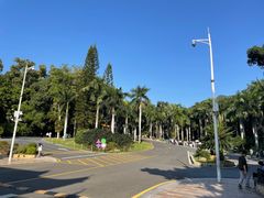 -深圳仙湖植物园