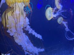 -珠海长隆海洋王国