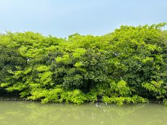 -大湾区中央湿地公园