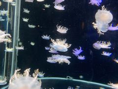 -太平洋海底世界