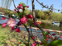 -上海共青森林公园