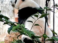 -广州动物园