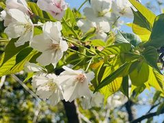 -上海虹桥迎宾馆