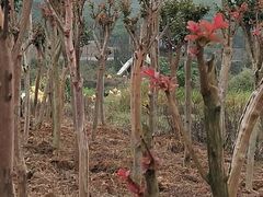 -武汉开心果园农业发展有限公司