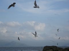 -深圳湾公园(南山区)