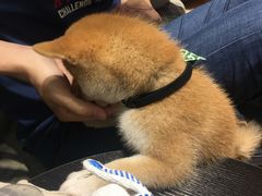 -逗柴咖啡屋·狗咖猫咖宠物桌游