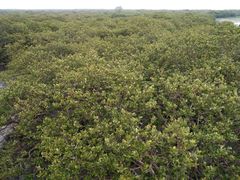 -北海金海湾红树林生态旅游区