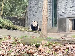 -都江堰中华大熊猫苑