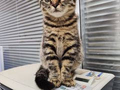 -pd派德宠物中心医院24H急重症·眼科中心·血液透析中心(嵩山北路店)