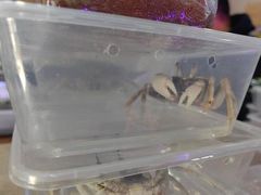 -中环花鸟鱼虫市场