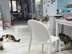 -喵的天空名猫咖啡馆·撸猫·猫舍·用品