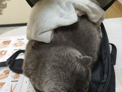 -德元·美联众合24小时动物医院(总院)