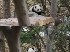 -成都大熊猫繁育研究基地