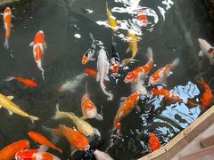 -南宫五洲植物乐园