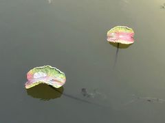 -天津东丽湖风景区