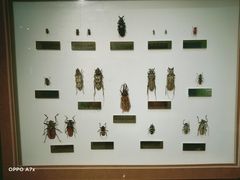 -上海昆虫博物馆
