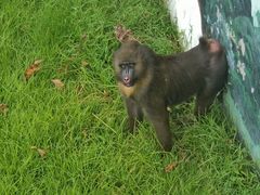 -西霞口神雕山野生动物世界