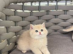 -lincat·猫舍(广州店)