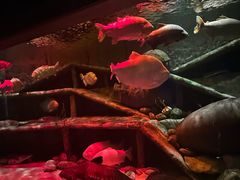 -迪拜水族馆及水下动物园