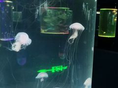 -苏州海洋馆