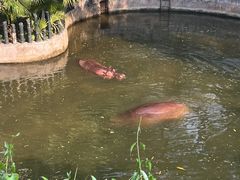 -深圳野生动物园