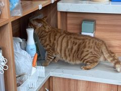 -创凡宠物医院·骨专科  猫科中心(西乡分院)