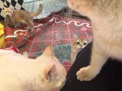 -大型宠物商超·宠海王国·宠物猫狗活体·用品·美容(新世界百货重庆店)