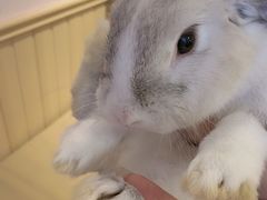 -猫猫幼稚园·撸猫·桌游·电玩
