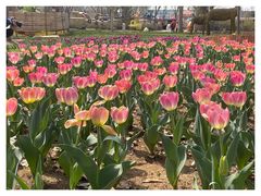 -北京国际鲜花港