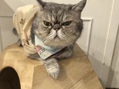 -楼上猫咖(罗湖店)
