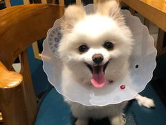 -菲尔斯特宠物医院