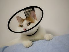 -纳吉亚猫专科动物诊疗中心(蒋宅口分院)