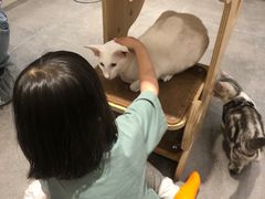 -飞行喵MR PILOT|猫舍·猫咖(静安大融城店)