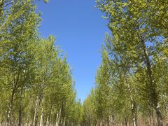 -东郊湿地公园