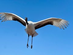 -盐城丹顶鹤湿地生态旅游区