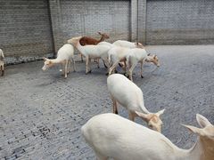 -北京野生动物园