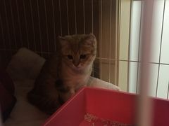 -CC猫狗洗浴·猫咪寄养酒店