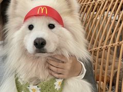 -星多哈·狗咖·拼豆·咖啡