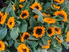 -循礼门鲜花花市(武汉循礼门店)