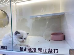 -小猫来了·猫舍(红山六九七九店)